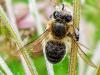 363874 – Photo : bernard evrad – France (74)