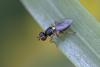 Cetema sp.