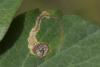 Phytomyza latifolii