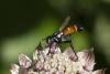 Cylindromyia brevicornis