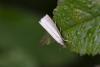 Agriphila straminella