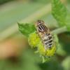 363261 – Photo : GODREAU Didier – France (85)