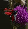 363068 – Photo : lguez – France (73)