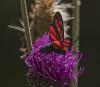 363069 – Photo : lguez – France (73)
