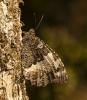 363334 – Photo : lguez – France (12)