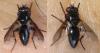 Melanophora roralis