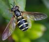 363462 – Photo : ANDRE LABETAA – France (66)