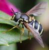 363463 – Photo : ANDRE LABETAA – France (66)