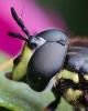 363464 – Photo : ANDRE LABETAA – France (66)