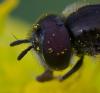 363480 – Photo : ANDRE LABETAA – France (66)