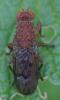 363064 – Photo : ANDRE LABETAA – France (66)