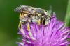 363541 – Photo : Bernard Saquet – France (12)