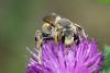 363495 – Photo : Bernard Saquet – France (12)