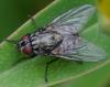 363558 – Photo : ANDRE LABETAA – France (66)