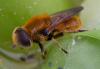 363436 – Photo : ANDRE LABETAA – France (11)