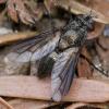 363175 – Photo : ANDRE LABETAA – France (11)