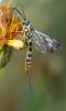 363931 – Photo : ANDRE LABETAA – France (66)