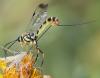 363930 – Photo : ANDRE LABETAA – France (66)