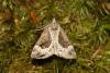 363111 – Photo : Thierry Madigou – France (74)