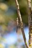 363845 – Photo : dominique goumand – France (85)