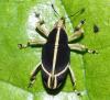 363959 – Photo : Bernard Perthuis – Guyane française