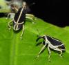 363962 – Photo : Bernard Perthuis – Guyane française