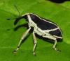 363960 – Photo : Bernard Perthuis – Guyane française