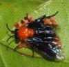 363360 – Photo : Bernard Perthuis – Guyane française