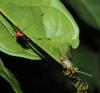 363472 – Photo : Bernard Perthuis – Guyane française