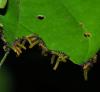 363473 – Photo : Bernard Perthuis – Guyane française