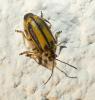 Xanthogaleruca luteola