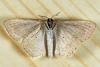 363626 – Photo : Cédric Mondy – France (56)