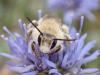 363060 – Photo : Catherine Reymonet-Smitten – France (19)