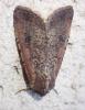 363061 – Photo : Catherine Reymonet-Smitten – France (19)