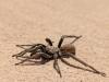 363766 – Photo : bernard evrad – Espagne