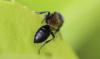 363781 – Photo : Jean-Sébastien Carteron – France (67)