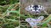 Melanargia galathea
