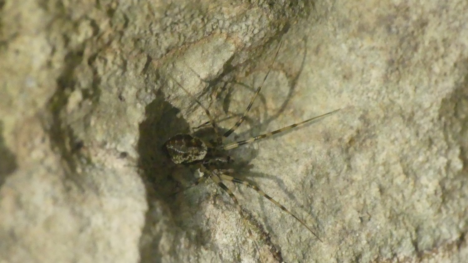 florent besson - Drapetisca socialis - réf. 363671 (1500 x 843 pixels, 189 ko)