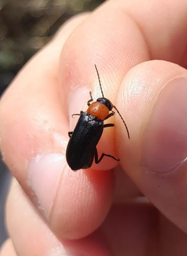 Zonitis fernancastroi