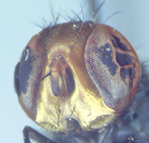 Pterella grisea