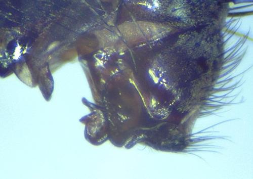 Sarcophila latifrons