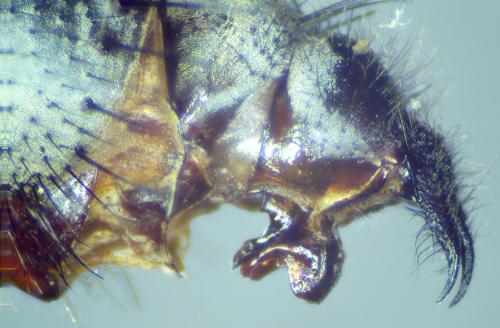 Angiometopa falleni