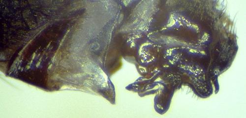 Sarcophila meridionalis