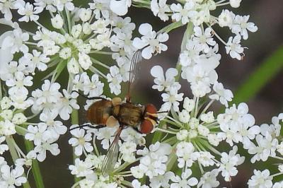 Eliozeta sp.