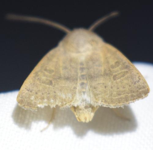 Hoplodrina sp.