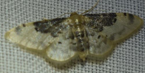 Idaea filicata