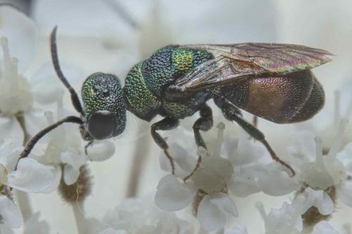 Hedychridium (roseum)