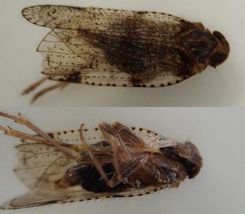 Cixius distinguendus