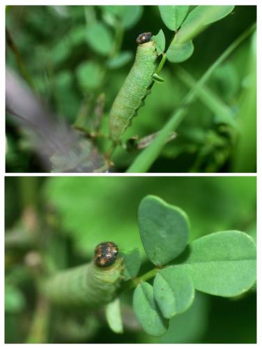 Erynnis tages