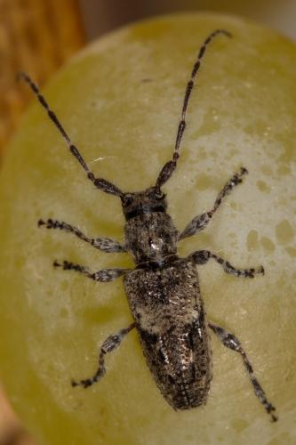 Pogonocherus caroli